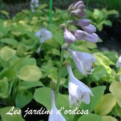 Hosta august moon